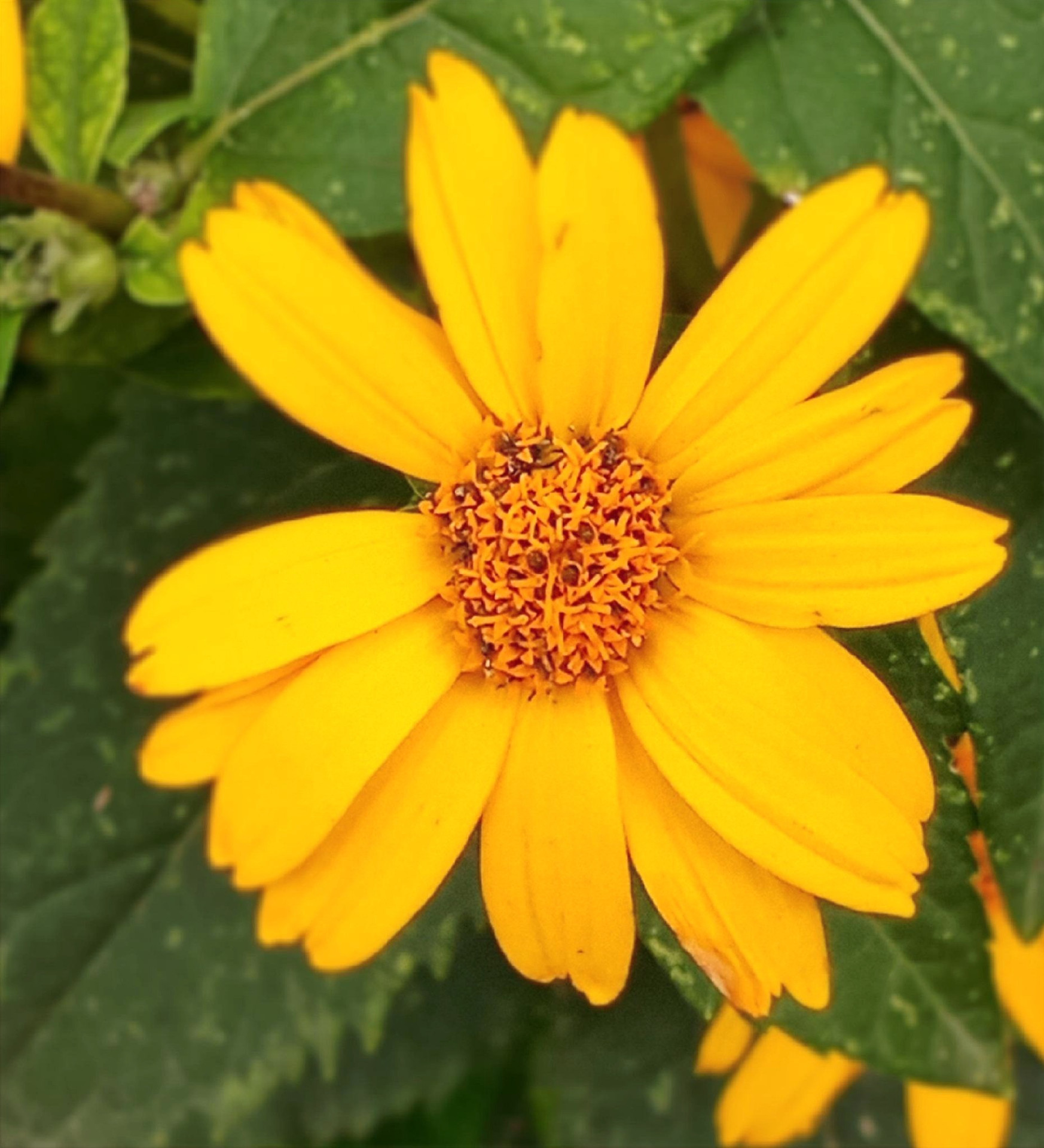 Seasoned firewood stack