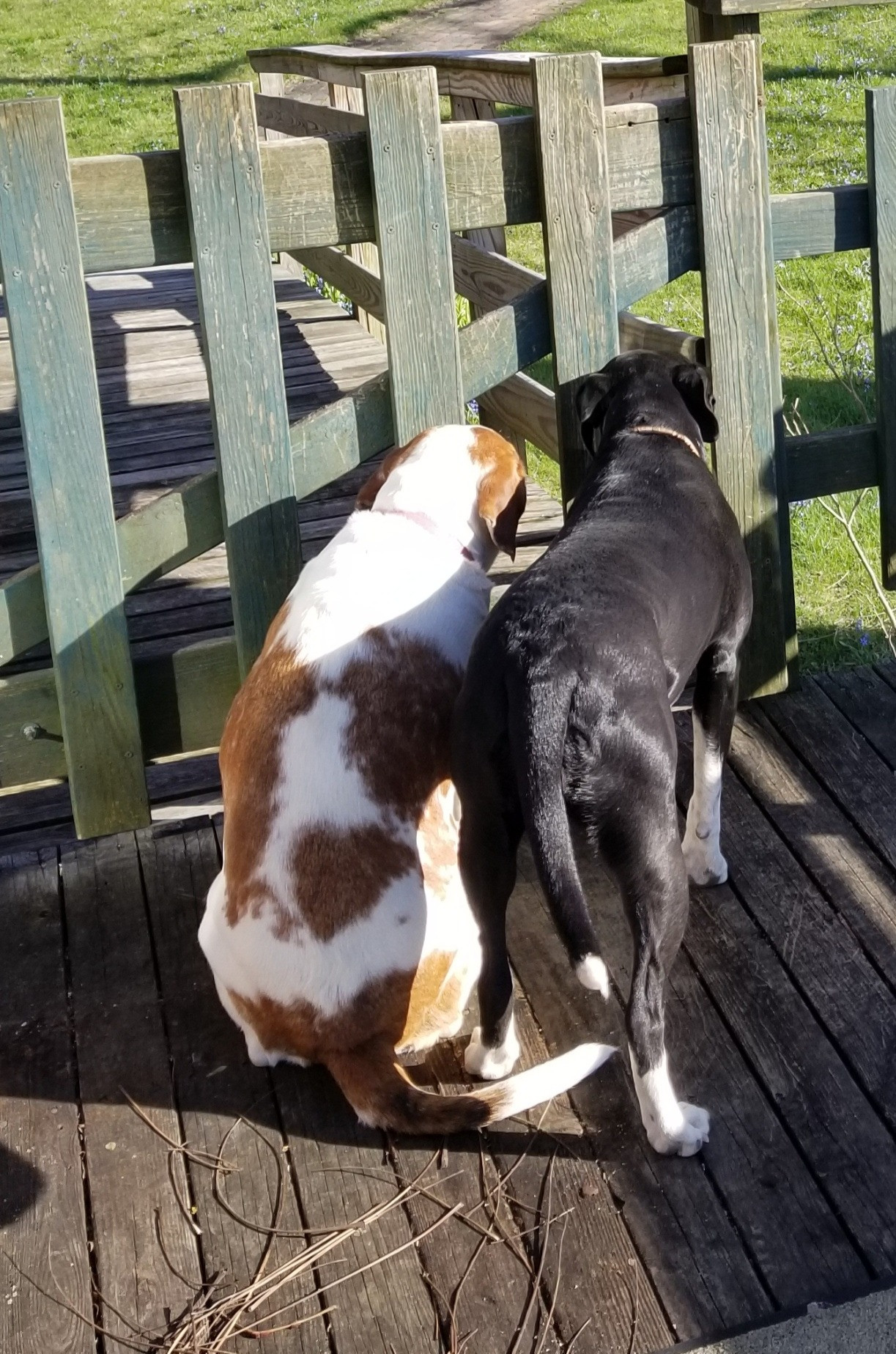The fields at Angel Valley Farm