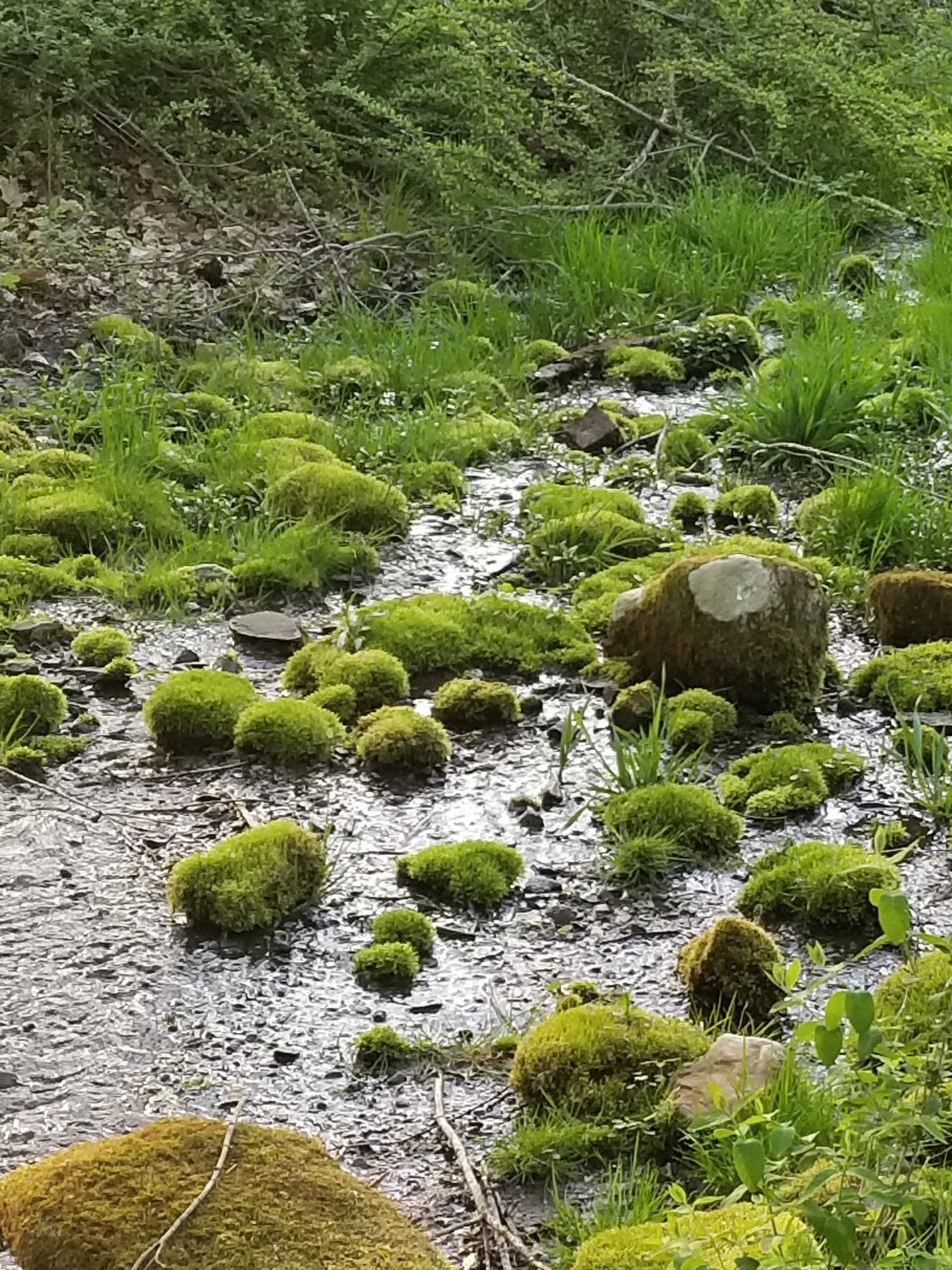 Mountain-spring stream with moss-covered stones
